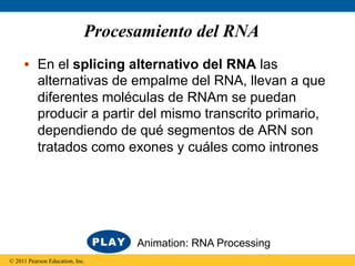 Procesamiento del RNA
     •  En el splicing alternativo del RNA las
        alternativas de empalme del RNA, llevan a que
        diferentes moléculas de RNAm se puedan
        producir a partir del mismo transcrito primario,
        dependiendo de qué segmentos de ARN son
        tratados como exones y cuáles como intrones




                                   Animation: RNA Processing
© 2011 Pearson Education, Inc.
 