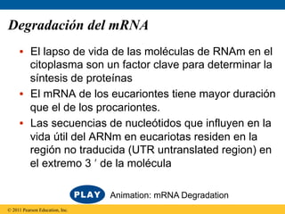 Degradación del mRNA
     •  El lapso de vida de las moléculas de RNAm en el
        citoplasma son un factor clave para determinar la
        síntesis de proteínas
     •  El mRNA de los eucariontes tiene mayor duración
        que el de los procariontes.
     •  Las secuencias de nucleótidos que influyen en la
        vida útil del ARNm en eucariotas residen en la
        región no traducida (UTR untranslated region) en
        el extremo 3 ʹ′ de la molécula

                                 Animation: mRNA Degradation
© 2011 Pearson Education, Inc.
 