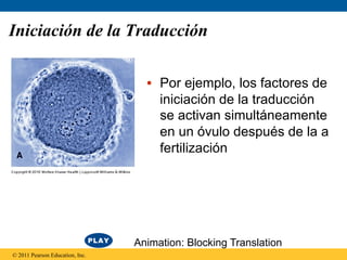 Iniciación de la Traducción

                                   •  Por ejemplo, los factores de
                                      iniciación de la traducción
                                      se activan simultáneamente
                                      en un óvulo después de la a
                                      fertilización




                                 Animation: Blocking Translation
© 2011 Pearson Education, Inc.
 