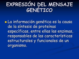 EXPRESIÓN DEL MENSAJE
GENÉTICO
 La información genética es la causa
de la síntesis de proteínas
específicas, entre ellas las enzimas,
responsables de las características
estructurales y funcionales de un
organismo.
 
