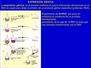 EXPRESIÓN GÉNICA
La expresión génica es el proceso mediante el cual la información almacenada en el
DNA es usada para dirigir la síntesis de un producto génico específico (proteínas; RNA).
Experimento de Griffith que puso en
evidencia la existencia de un principio
transformante
procedente de la cepa S. Griffith no supo que
ese principio transformante era el DNA.
 