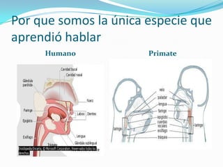 Por que somos la única especie que aprendió hablarHumanoPrimate