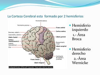 La Corteza Cerebral esta  formado por 2 hemisferiosHemisferio izquierdo    1.- Área BrocaHemisferio derecho       2.-Área Wernicke