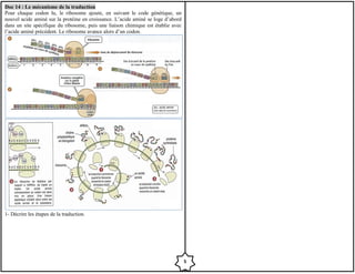Doc 14 : Le mécanisme de la traduction
Pour chaque codon lu, le ribosome ajoute, en suivant le code génétique, un
nouvel acide aminé sur la protéine en croissance. L’acide aminé se loge d’abord
dans un site spécifique du ribosome, puis une liaison chimique est établie avec
l’acide aminé précédent. Le ribosome avance alors d’un codon.
1- Décrire les étapes de la traduction.
5
 