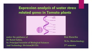 Expression analysis of water stress
related genes in Tomato plants
under the guidance of
Dr Ratul Saikia,
Sr. Principal Scientist of Biological Sciences
And Technology Division(BSTD)
Ron Hazarika
M.Sc. Biotechnology
2nd semester
 