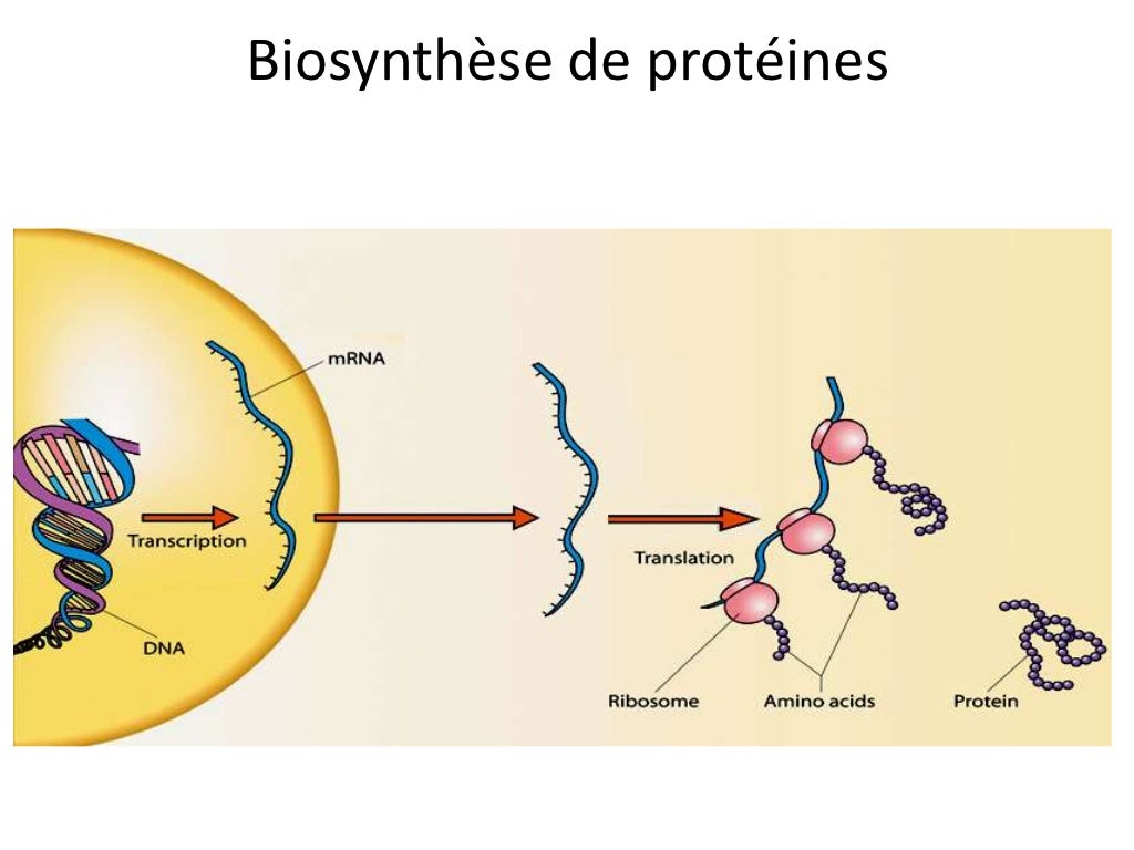Expression d'une protéine
