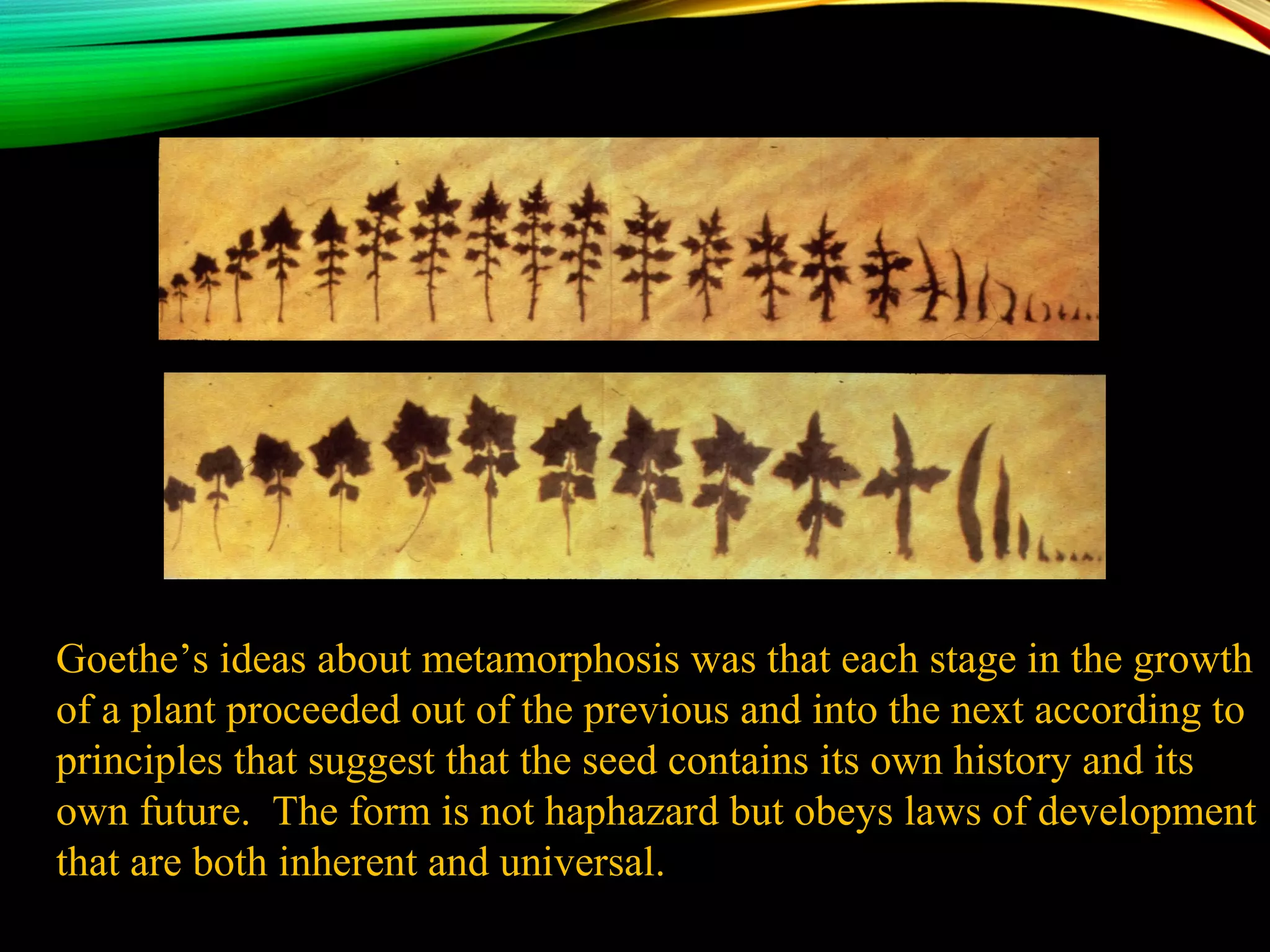 Goethe’s ideas about metamorphosis was that each stage in the growth
of a plant proceeded out of the previous and into the next according to
principles that suggest that the seed contains its own history and its
own future. The form is not haphazard but obeys laws of development
that are both inherent and universal.
 