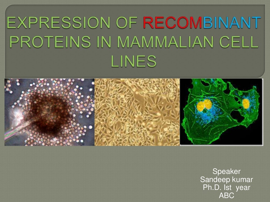 Expression of proteins in mammalian cell lines