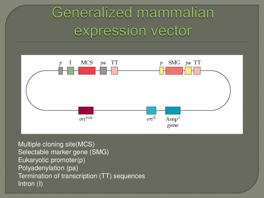 Expression of proteins in mammalian cell lines