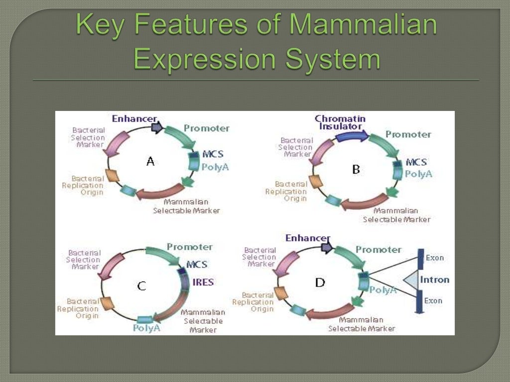 Expression of proteins in mammalian cell lines