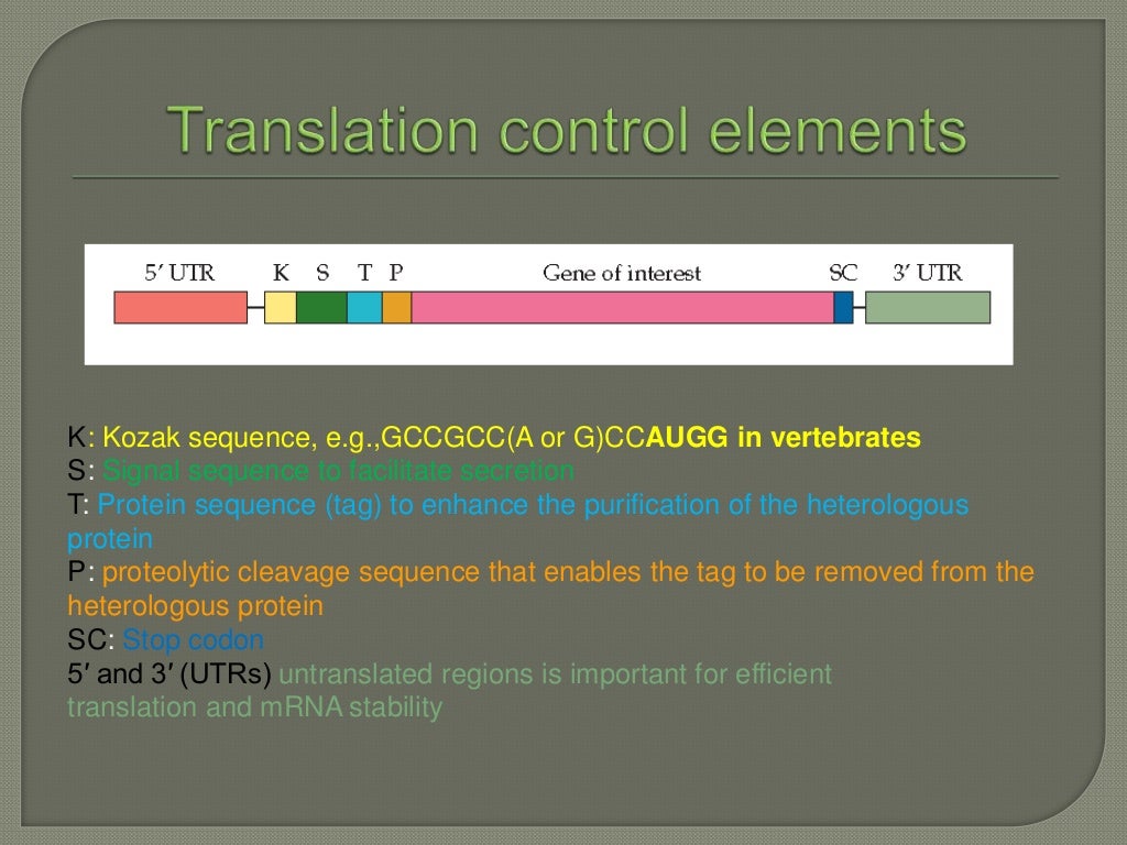 Expression of proteins in mammalian cell lines