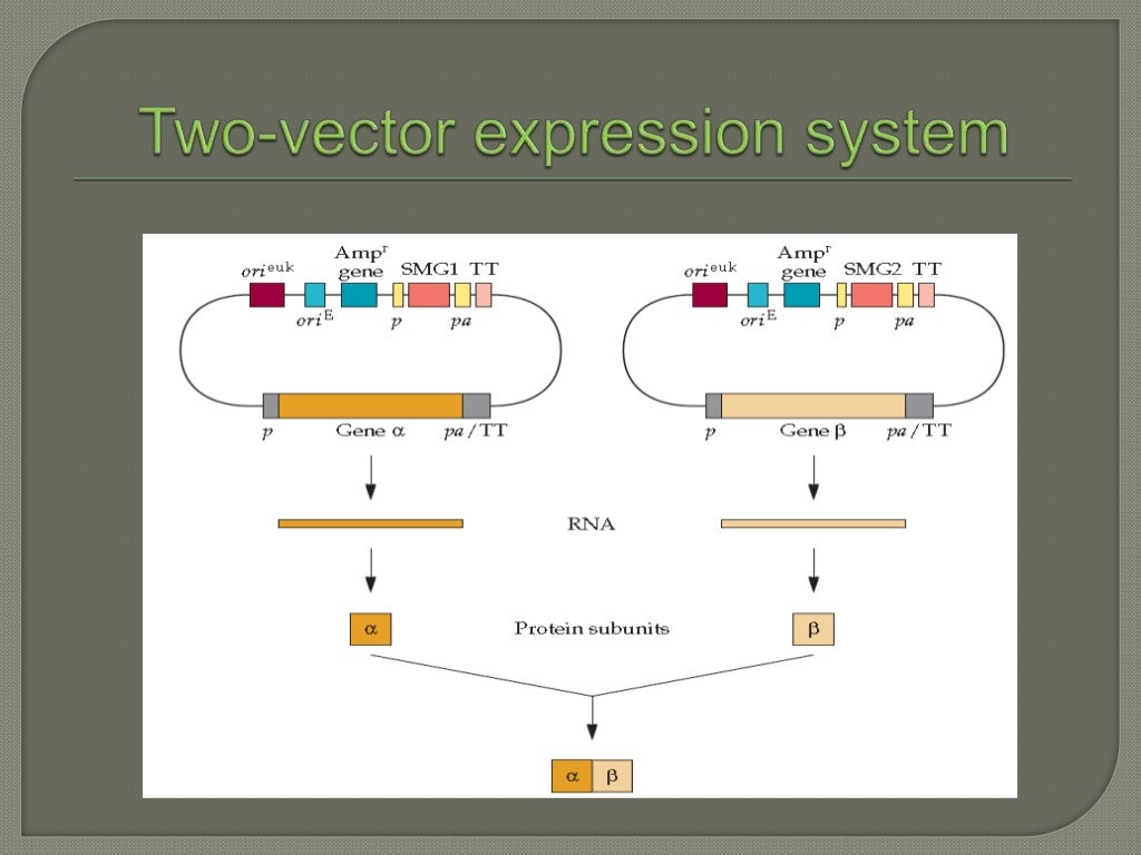 Expression of proteins in mammalian cell lines
