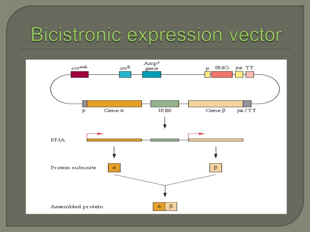 Expression of proteins in mammalian cell lines
