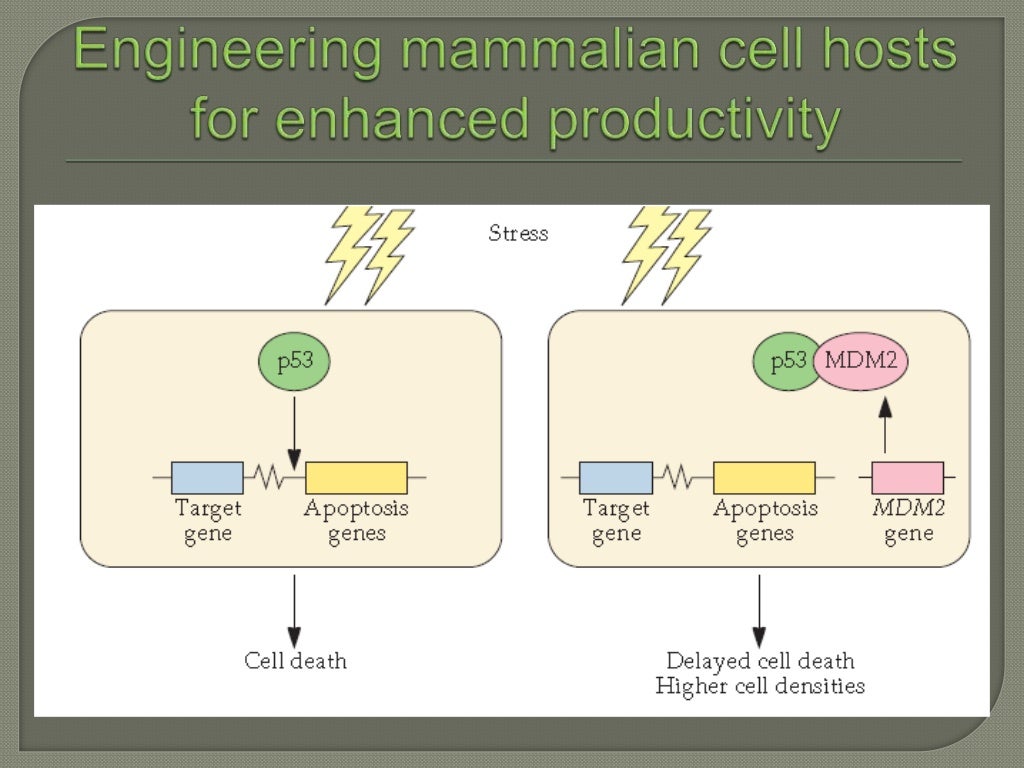 Expression of proteins in mammalian cell lines
