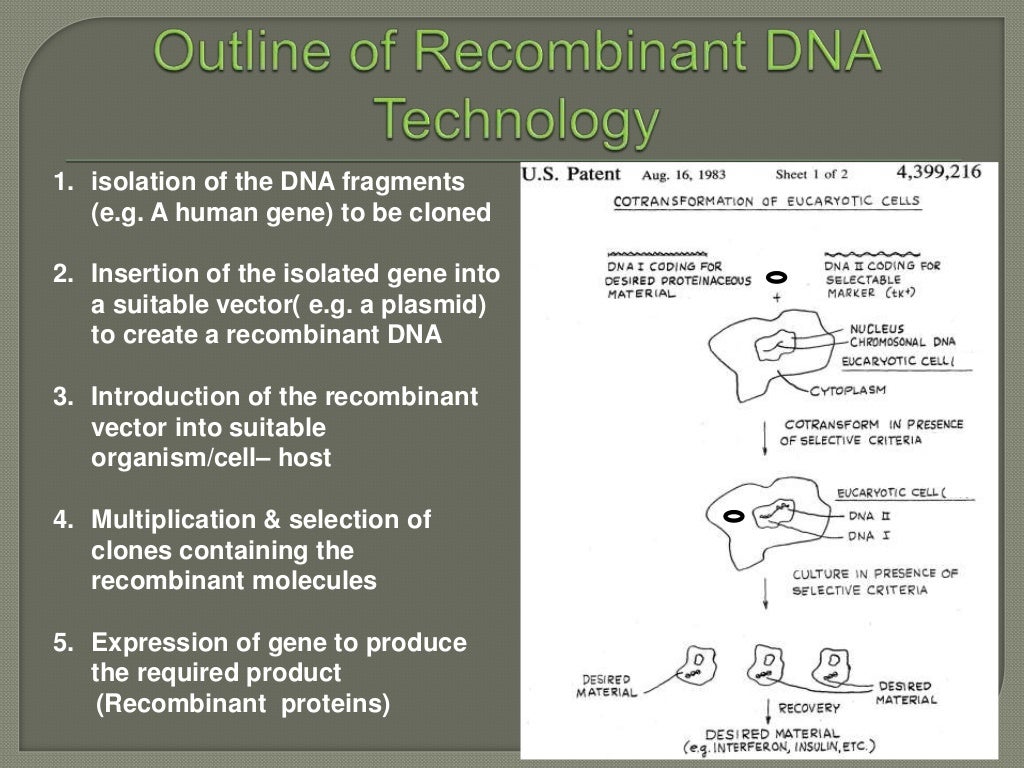 Expression of proteins in mammalian cell lines