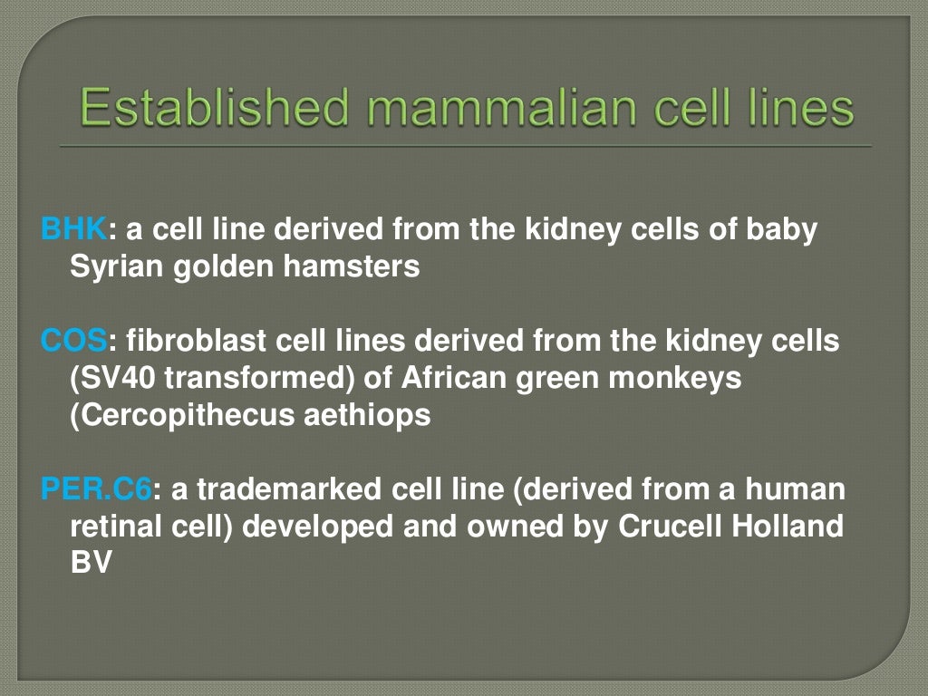 Expression of proteins in mammalian cell lines