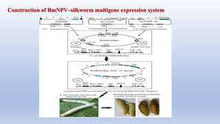 Expression system | PPTX