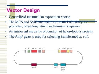 Expression system final | PPTX