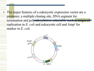Expression Vector Features Expression system final | PPTX