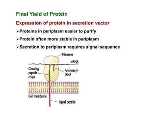Final Yield of Protein
Expression of protein in secretion vector
Proteins in periplasm easier to purify
Protein often more stable in periplasm
Secretion to periplasm requires signal sequence
 