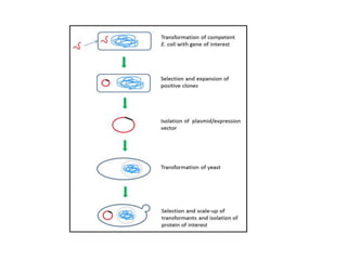 EXPRESSION SYSTEMS.ppt
