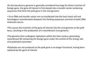 •As the baculovirus genome is generally considered too large for direct insertion of
foreign gene, the gene of interest is first cloned into a transfer vector containing
sequences that flank the polh gene in the viral genome.
• Virus DNA and transfer vector are co-transfected into the host insect cell and
homologous recombination between the flanking sequences common to both DNA
molecules occurs.
•This causes the insertion of the gene of interest into the viral genome at the polh
locus, resulting in the production of a recombinant virus genome.
•The genome then undergoes replication within the host nucleus, generating
recombinant BV containing the foreign gene under the control of the strong, late
viral polyhedrin promoter.
•Polyhedra are not produced as the polh gene is no longer functional, having been
replaced by the gene of interest
 
