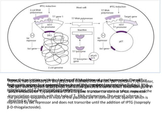 Transcription initiates with the binding of RNA polymerase to the promoter sequence.
Prokaryotic expression systems makes use of the strongest promoter like T5 E.coli RNA
polymerase and T7bacteriophagel polymerase.
The promoter sequences in most of the plasmids are in control of Lac operon which is
repressed by Lac repressor and does not transcribe until the addition of IPTG (Isoproply
β-D-thiogalactoside).
Hence the promoter sequences are used in regulation of gene expression. The pET
expression system best exemplifies such precisely regulated expression system.The pET vector system utilizes host cell whose genome is constructed to contain gene 1
which encodes for T7 polymerase and this gene is under the control of Lac repressor.
Further, two plasmids pET and pLysS are inserted into the cell. pET contains T7 promoter,
Lac operator followed target gene. PLysS produces T7 lysozyme which inactivates T7 RNA
polymerase. Upon the addition of IPTG, the Lac repressor protein is taken away and the
transcription proceeds with the help of T7 RNA polymerase. The overall scheme is
depicted in figure.
 