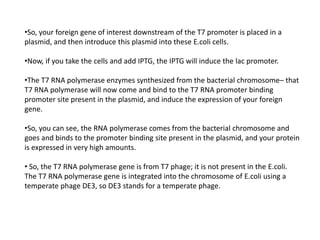 •So, your foreign gene of interest downstream of the T7 promoter is placed in a
plasmid, and then introduce this plasmid into these E.coli cells.
•Now, if you take the cells and add IPTG, the IPTG will induce the lac promoter.
•The T7 RNA polymerase enzymes synthesized from the bacterial chromosome– that
T7 RNA polymerase will now come and bind to the T7 RNA promoter binding
promoter site present in the plasmid, and induce the expression of your foreign
gene.
•So, you can see, the RNA polymerase comes from the bacterial chromosome and
goes and binds to the promoter binding site present in the plasmid, and your protein
is expressed in very high amounts.
• So, the T7 RNA polymerase gene is from T7 phage; it is not present in the E.coli.
The T7 RNA polymerase gene is integrated into the chromosome of E.coli using a
temperate phage DE3, so DE3 stands for a temperate phage.
 