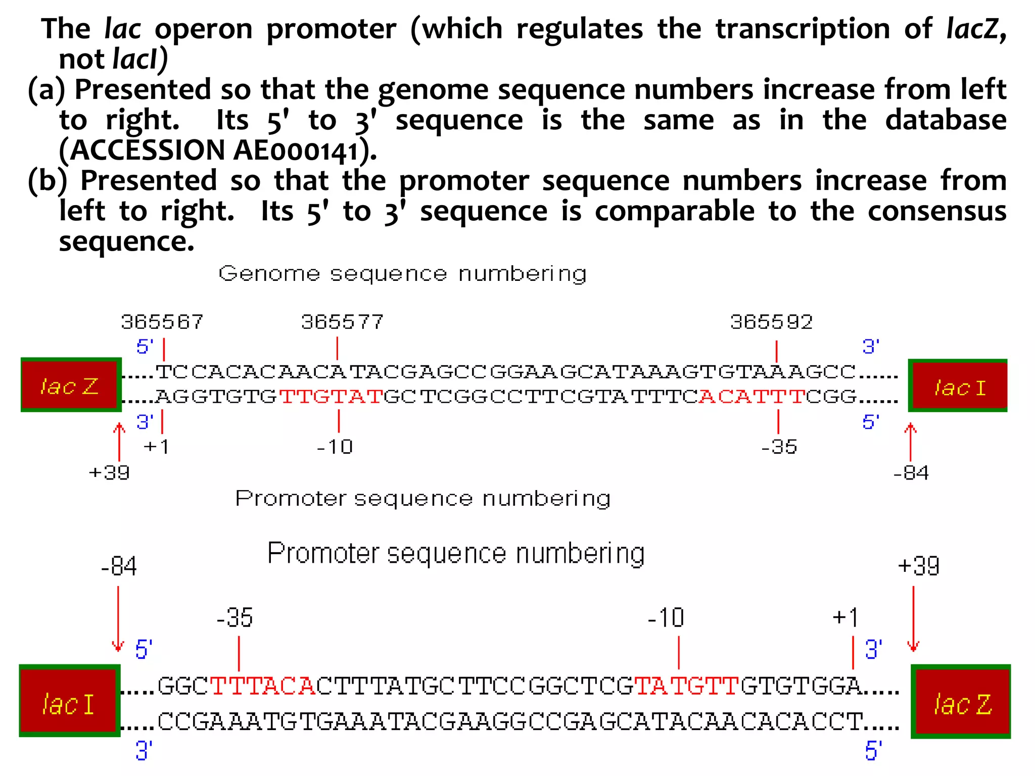 The lac operon promoter (which regulates the transcription of lacZ,
not lacI)
(a) Presented so that the genome sequence numbers increase from left
to right. Its 5' to 3' sequence is the same as in the database
(ACCESSION AE000141).
(b) Presented so that the promoter sequence numbers increase from
left to right. Its 5' to 3' sequence is comparable to the consensus
sequence.
 