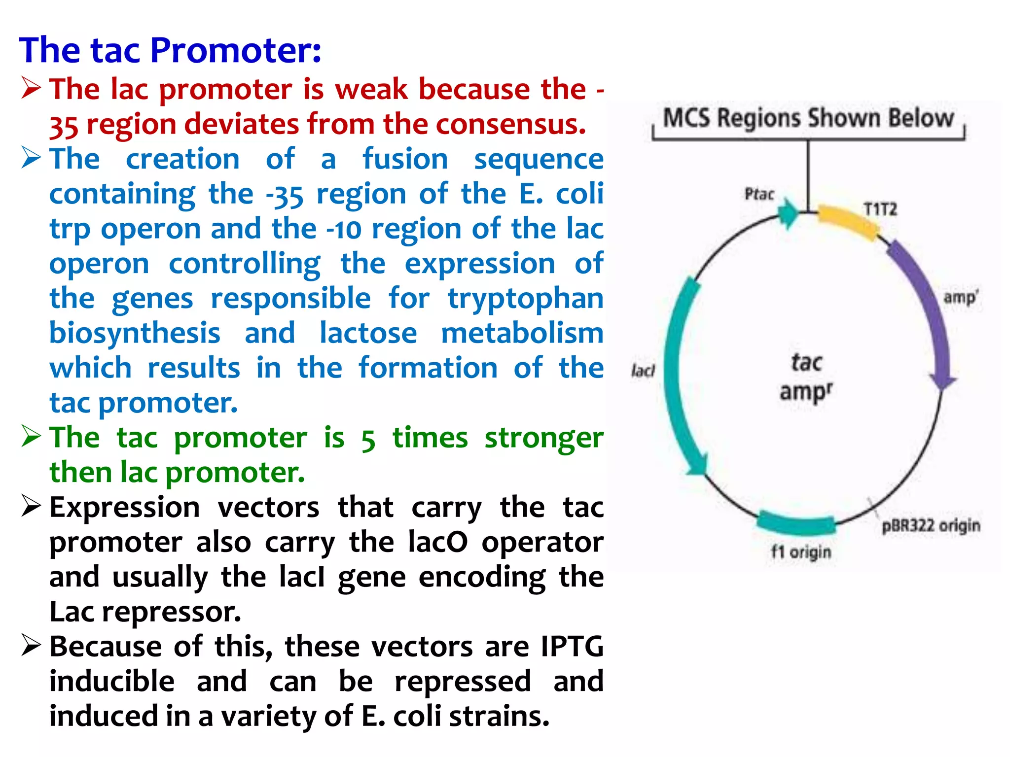 The tac Promoter:
The lac promoter is weak because the -
35 region deviates from the consensus.
The creation of a fusion sequence
containing the -35 region of the E. coli
trp operon and the -10 region of the lac
operon controlling the expression of
the genes responsible for tryptophan
biosynthesis and lactose metabolism
which results in the formation of the
tac promoter.
The tac promoter is 5 times stronger
then lac promoter.
Expression vectors that carry the tac
promoter also carry the lacO operator
and usually the lacI gene encoding the
Lac repressor.
Because of this, these vectors are IPTG
inducible and can be repressed and
induced in a variety of E. coli strains.
 