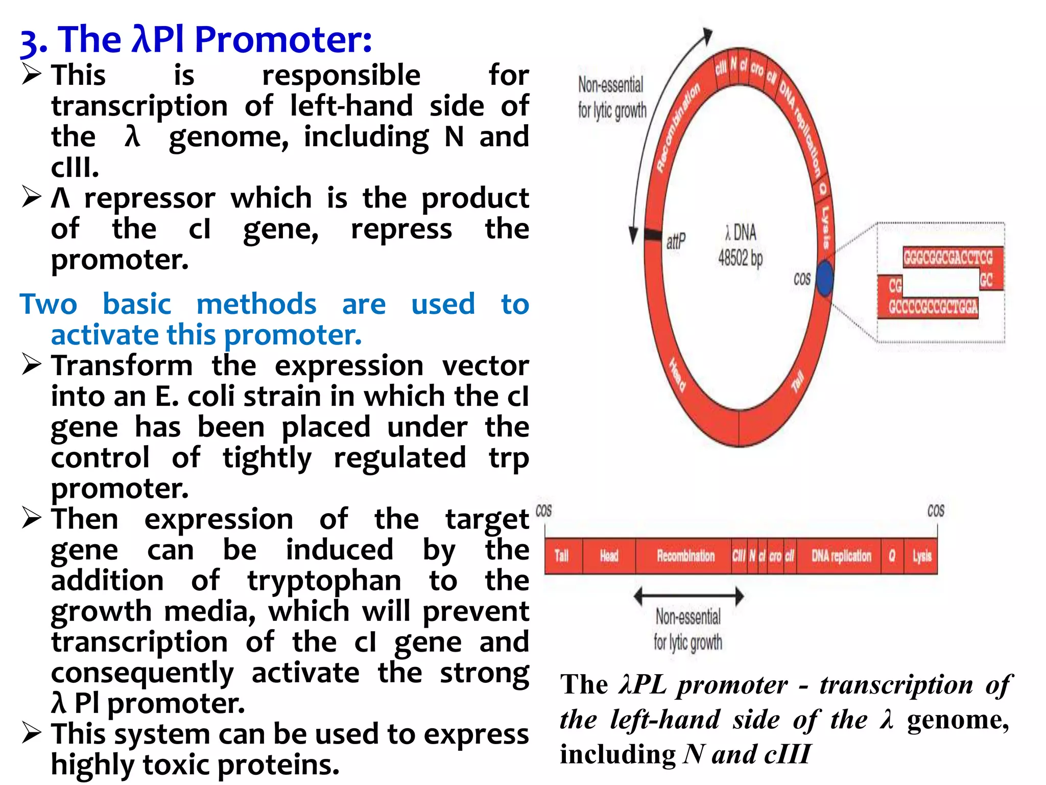 3. The λPl Promoter:
 This is responsible for
transcription of left-hand side of
the λ genome, including N and
cIII.
 Λ repressor which is the product
of the cI gene, repress the
promoter.
Two basic methods are used to
activate this promoter.
 Transform the expression vector
into an E. coli strain in which the cI
gene has been placed under the
control of tightly regulated trp
promoter.
 Then expression of the target
gene can be induced by the
addition of tryptophan to the
growth media, which will prevent
transcription of the cI gene and
consequently activate the strong
λ Pl promoter.
 This system can be used to express
highly toxic proteins.
The λPL promoter - transcription of
the left-hand side of the λ genome,
including N and cIII
 