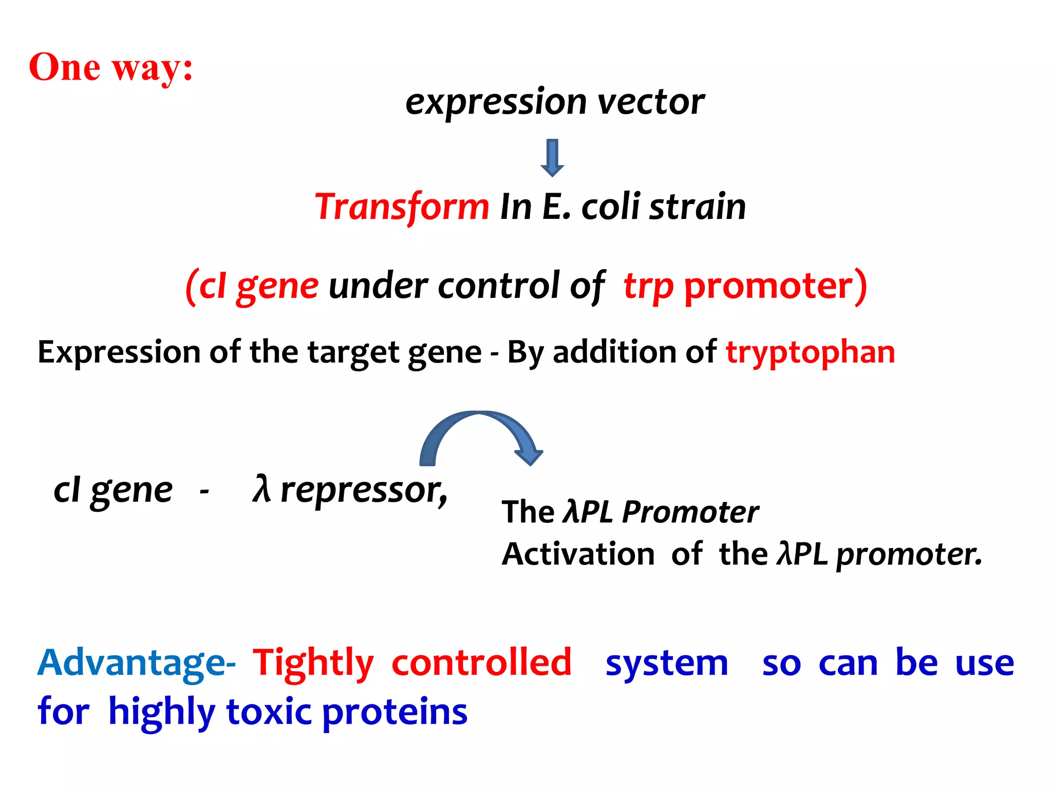 One way:
expression vector
Transform In E. coli strain
(cI gene under control of trp promoter)
Expression of the target gene - By addition of tryptophan
Advantage- Tightly controlled system so can be use
for highly toxic proteins
cI gene - λ repressor,
The λPL Promoter
Activation of the λPL promoter.
 