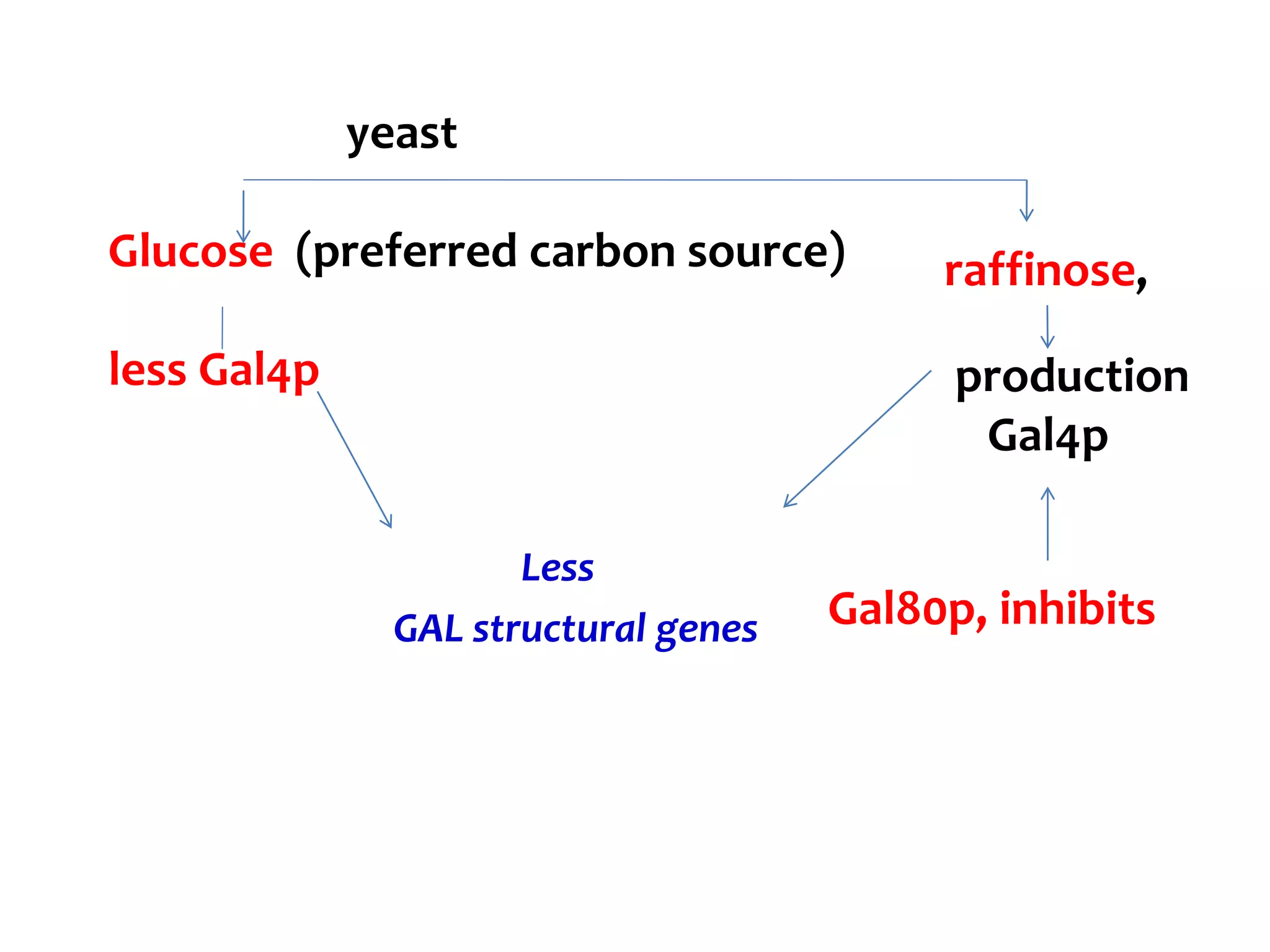 Less
GAL structural genes
yeast
Glucose (preferred carbon source)
less Gal4p
raffinose,
production
Gal4p
Gal80p, inhibits
 