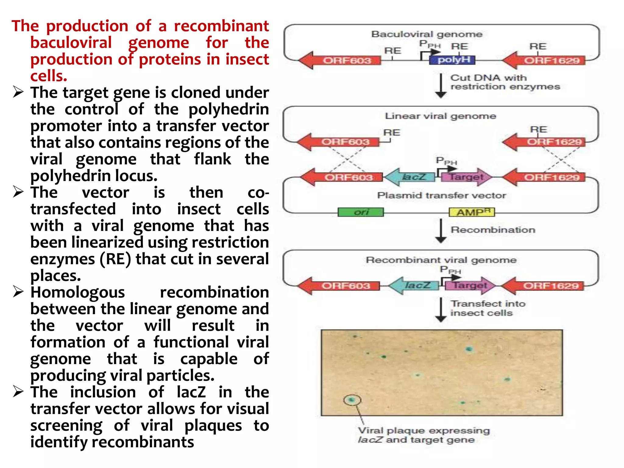 The production of a recombinant
baculoviral genome for the
production of proteins in insect
cells.
 The target gene is cloned under
the control of the polyhedrin
promoter into a transfer vector
that also contains regions of the
viral genome that flank the
polyhedrin locus.
 The vector is then co-
transfected into insect cells
with a viral genome that has
been linearized using restriction
enzymes (RE) that cut in several
places.
 Homologous recombination
between the linear genome and
the vector will result in
formation of a functional viral
genome that is capable of
producing viral particles.
 The inclusion of lacZ in the
transfer vector allows for visual
screening of viral plaques to
identify recombinants
 