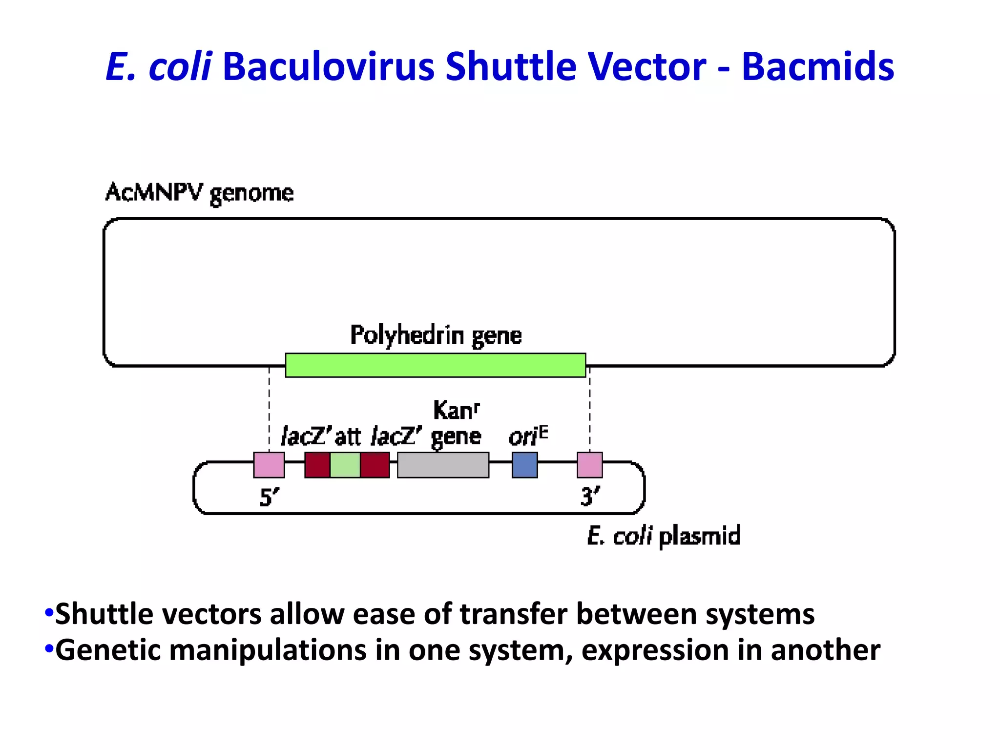 E. coli Baculovirus Shuttle Vector - Bacmids
•Shuttle vectors allow ease of transfer between systems
•Genetic manipulations in one system, expression in another
 