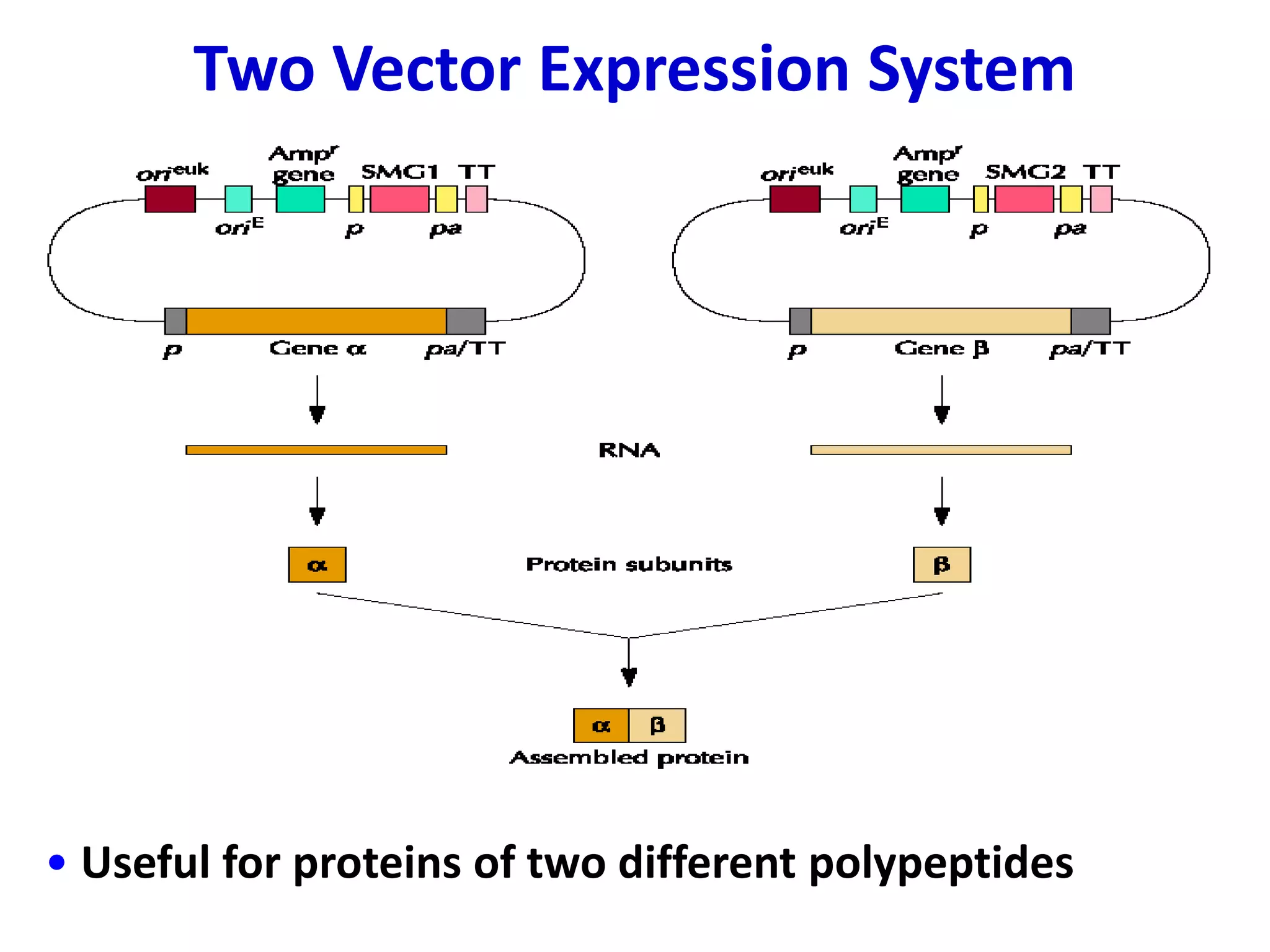 Two Vector Expression System
• Useful for proteins of two different polypeptides
 
