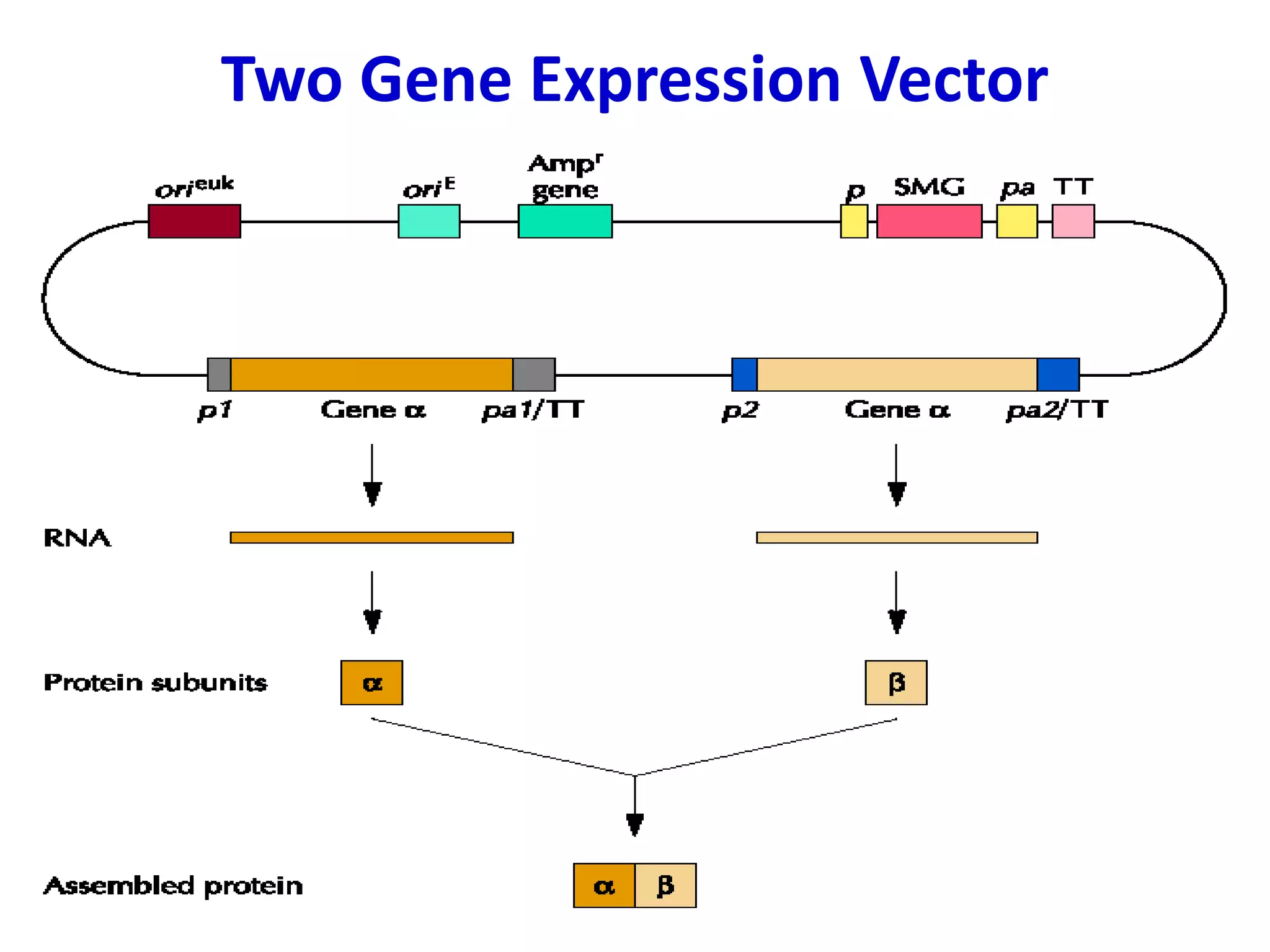 Two Gene Expression Vector
 