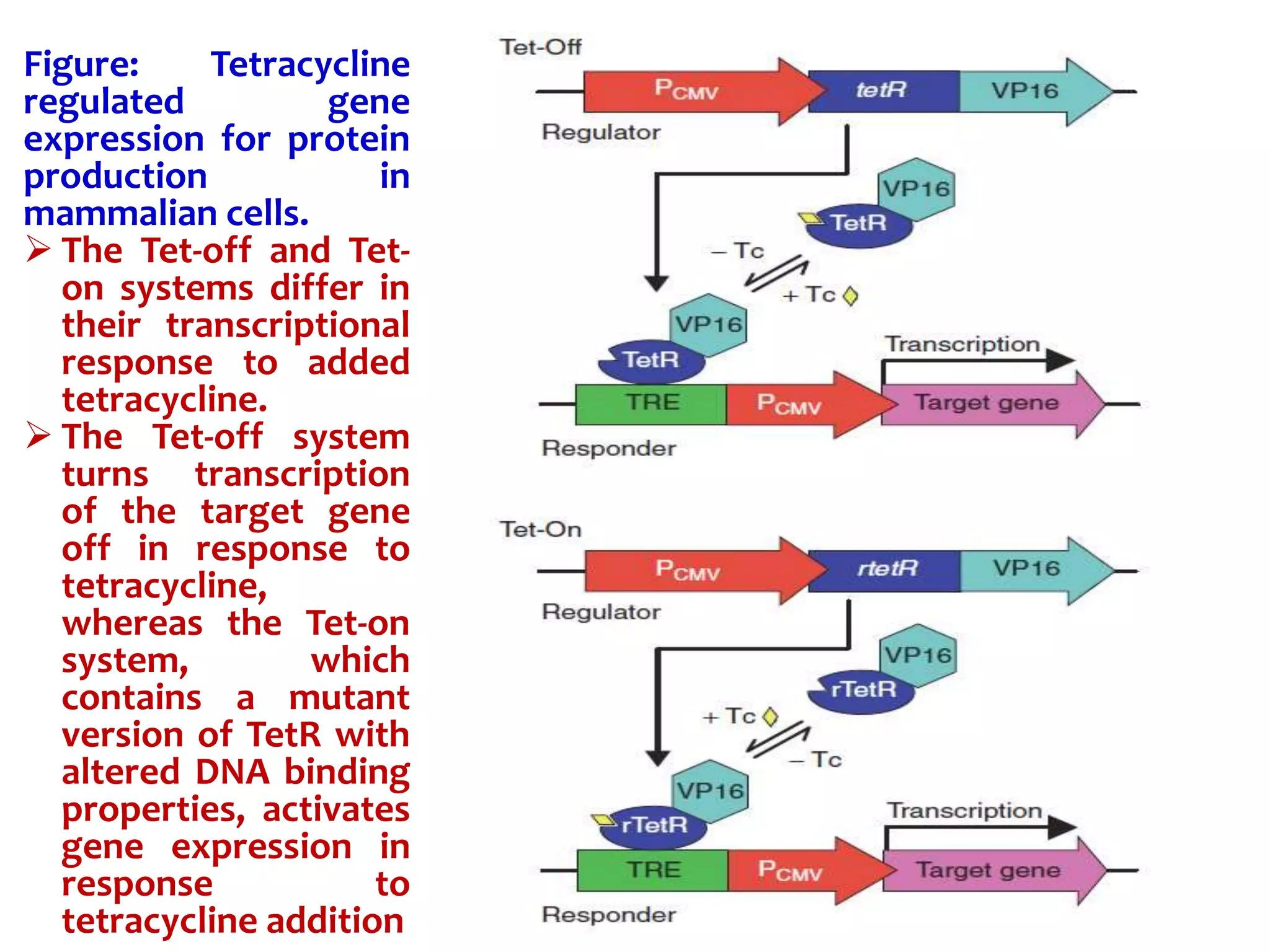 Figure: Tetracycline
regulated gene
expression for protein
production in
mammalian cells.
 The Tet-off and Tet-
on systems differ in
their transcriptional
response to added
tetracycline.
 The Tet-off system
turns transcription
of the target gene
off in response to
tetracycline,
whereas the Tet-on
system, which
contains a mutant
version of TetR with
altered DNA binding
properties, activates
gene expression in
response to
tetracycline addition
 
