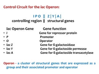Control Circuit for the lac Operon:
I P O || Z | Y | A |
controlling region ǁ structural genes
lac Operon Gene Gene function
• I Gene for repressor protein
• P Promoter
• O Operator
• lac Z Gene for ß-galactosidase
• lac Y Gene for ß-galactoside permease
• lac A Gene for ß-galactoside transacetylase
Operon - a cluster of structural genes that are expressed as a
group and their associated promoter and operator
 