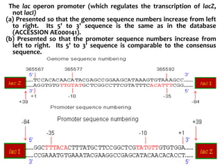 The lac operon promoter (which regulates the transcription of lacZ,
not lacI)
(a) Presented so that the genome sequence numbers increase from left
to right. Its 5' to 3' sequence is the same as in the database
(ACCESSION AE000141).
(b) Presented so that the promoter sequence numbers increase from
left to right. Its 5' to 3' sequence is comparable to the consensus
sequence.
 