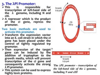 3. The λPl Promoter:
 This is responsible for
transcription of left-hand side of
the λ genome, including N and
cIII.
 Λ repressor which is the product
of the cI gene, repress the
promoter.
Two basic methods are used to
activate this promoter.
 Transform the expression vector
into an E. coli strain in which the cI
gene has been placed under the
control of tightly regulated trp
promoter.
 Then expression of the target
gene can be induced by the
addition of tryptophan to the
growth media, which will prevent
transcription of the cI gene and
consequently activate the strong
λ Pl promoter.
 This system can be used to express
highly toxic proteins.
The λPL promoter - transcription of
the left-hand side of the λ genome,
including N and cIII
 