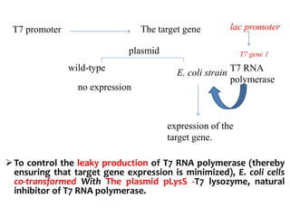 T7 promoter .The target gene
plasmid
wild-type
no expression
E. coli strain
lac promoter
T7 RNA
polymerase
T7 gene 1
expression of the
target gene.
To control the leaky production of T7 RNA polymerase (thereby
ensuring that target gene expression is minimized), E. coli cells
co-transformed With The plasmid pLysS -T7 lysozyme, natural
inhibitor of T7 RNA polymerase.
 