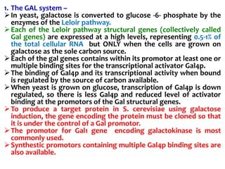 1. The GAL system –
In yeast, galactose is converted to glucose -6- phosphate by the
enzymes of the Leloir pathway.
Each of the Leloir pathway structural genes (collectively called
Gal genes) are expressed at a high levels, representing 0.5-1% of
the total cellular RNA but ONLY when the cells are grown on
galactose as the sole carbon source.
Each of the gal genes contains within its promotor at least one or
multiple binding sites for the transcriptional activator Gal4p.
The binding of Gal4p and its transcriptional activity when bound
is regulated by the source of carbon available.
When yeast is grown on glucose, transcription of Gal4p is down
regulated, so there is less Gal4p and reduced level of activator
binding at the promotors of the Gal structural genes.
To produce a target protein in S. cerevisiae using galactose
induction, the gene encoding the protein must be cloned so that
it is under the control of a Gal promotor.
The promotor for Gal1 gene encoding galactokinase is most
commonly used.
Synthestic promotors containing multiple Gal4p binding sites are
also available.
 