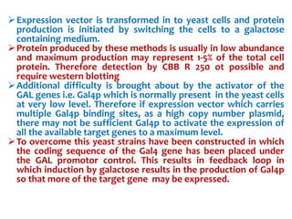 Expression vector is transformed in to yeast cells and protein
production is initiated by switching the cells to a galactose
containing medium.
Protein produced by these methods is usually in low abundance
and maximum production may represent 1-5% of the total cell
protein. Therefore detection by CBB R 250 ot possible and
require western blotting
Additional difficulty is brought about by the activator of the
GAL genes i.e. Gal4p which is normally present in the yeast cells
at very low level. Therefore if expression vector which carries
multiple Gal4p binding sites, as a high copy number plasmid,
there may not be sufficient Gal4p to activate the expression of
all the available target genes to a maximum level.
To overcome this yeast strains have been constructed in which
the coding sequence of the Gal4 gene has been placed under
the GAL promotor control. This results in feedback loop in
which induction by galactose results in the production of Gal4p
so that more of the target gene may be expressed.
 