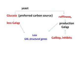 Less
GAL structural genes
yeast
Glucose (preferred carbon source)
less Gal4p
raffinose,
production
Gal4p
Gal80p, inhibits
 
