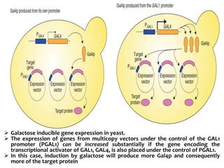  Galactose inducible gene expression in yeast.
 The expression of genes from multicopy vectors under the control of the GAL1
promoter (PGAL1) can be increased substantially if the gene encoding the
transcriptional activator of GAL1, GAL4, is also placed under the control of PGAL1.
 In this case, induction by galactose will produce more Gal4p and consequently
more of the target protein
 