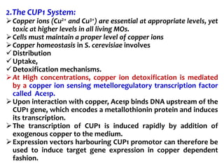2.The CUP1 System:
Copper ions (Cu2+ and Cu3+) are essential at appropriate levels, yet
toxic at higher levels in all living MOs.
Cells must maintain a proper level of copper ions
Copper homeostasis in S. cerevisiae involves
Distribution
Uptake,
Detoxification mechanisms.
At High concentrations, copper ion detoxification is mediated
by a copper ion sensing metelloregulatory transcription factor
called Ace1p.
Upon interaction with copper, Ace1p binds DNA upstream of the
CUP1 gene, which encodes a metallothionin protein and induces
its transcription.
The transcription of CUP1 is induced rapidly by addition of
exogenous copper to the medium.
Expression vectors harbouring CUP1 promotor can therefore be
used to induce target gene expression in copper dependent
fashion.
 
