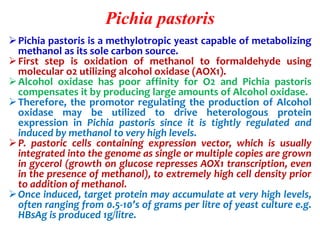 Pichia pastoris
Pichia pastoris is a methylotropic yeast capable of metabolizing
methanol as its sole carbon source.
First step is oxidation of methanol to formaldehyde using
molecular o2 utilizing alcohol oxidase (AOX1).
Alcohol oxidase has poor affinity for O2 and Pichia pastoris
compensates it by producing large amounts of Alcohol oxidase.
Therefore, the promotor regulating the production of Alcohol
oxidase may be utilized to drive heterologous protein
expression in Pichia pastoris since it is tightly regulated and
induced by methanol to very high levels.
P. pastoric cells containing expression vector, which is usually
integrated into the genome as single or multiple copies are grown
in gycerol (growth on glucose represses AOX1 transcription, even
in the presence of methanol), to extremely high cell density prior
to addition of methanol.
Once induced, target protein may accumulate at very high levels,
often ranging from 0.5-10’s of grams per litre of yeast culture e.g.
HBsAg is produced 1g/litre.
 