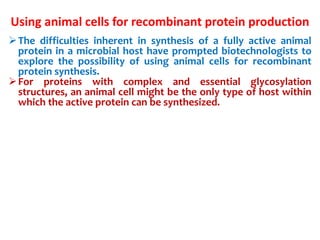 Using animal cells for recombinant protein production
The difficulties inherent in synthesis of a fully active animal
protein in a microbial host have prompted biotechnologists to
explore the possibility of using animal cells for recombinant
protein synthesis.
For proteins with complex and essential glycosylation
structures, an animal cell might be the only type of host within
which the active protein can be synthesized.
 
