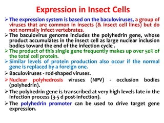 Expression in Insect Cells
The expression system is based on the baculoviruses, a group of
viruses that are common in insects (& insect cell lines) but do
not normally infect vertebrates.
The baculovirus genome includes the polyhedrin gene, whose
product accumulates in the insect cell as large nuclear inclusion
bodies toward the end of the infection cycle .
The product of this single gene frequently makes up over 50% of
the total cell protein.
Similar levels of protein production also occur if the normal
gene is replaced by a foreign one.
Baculoviruses - rod-shaped viruses.
Nuclear polyhedrosis viruses (NPV) - occlusion bodies
(polyhedrin).
The polyhedrin gene is transcribed at very high levels late in the
infection process (3-5 d post-infection).
The polyhedrin promoter can be used to drive target gene
expression.
 